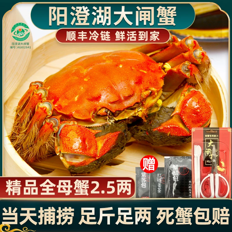 【活蟹】惠澄阳澄湖大闸蟹塘养全母蟹2.5两只只精挑礼盒装