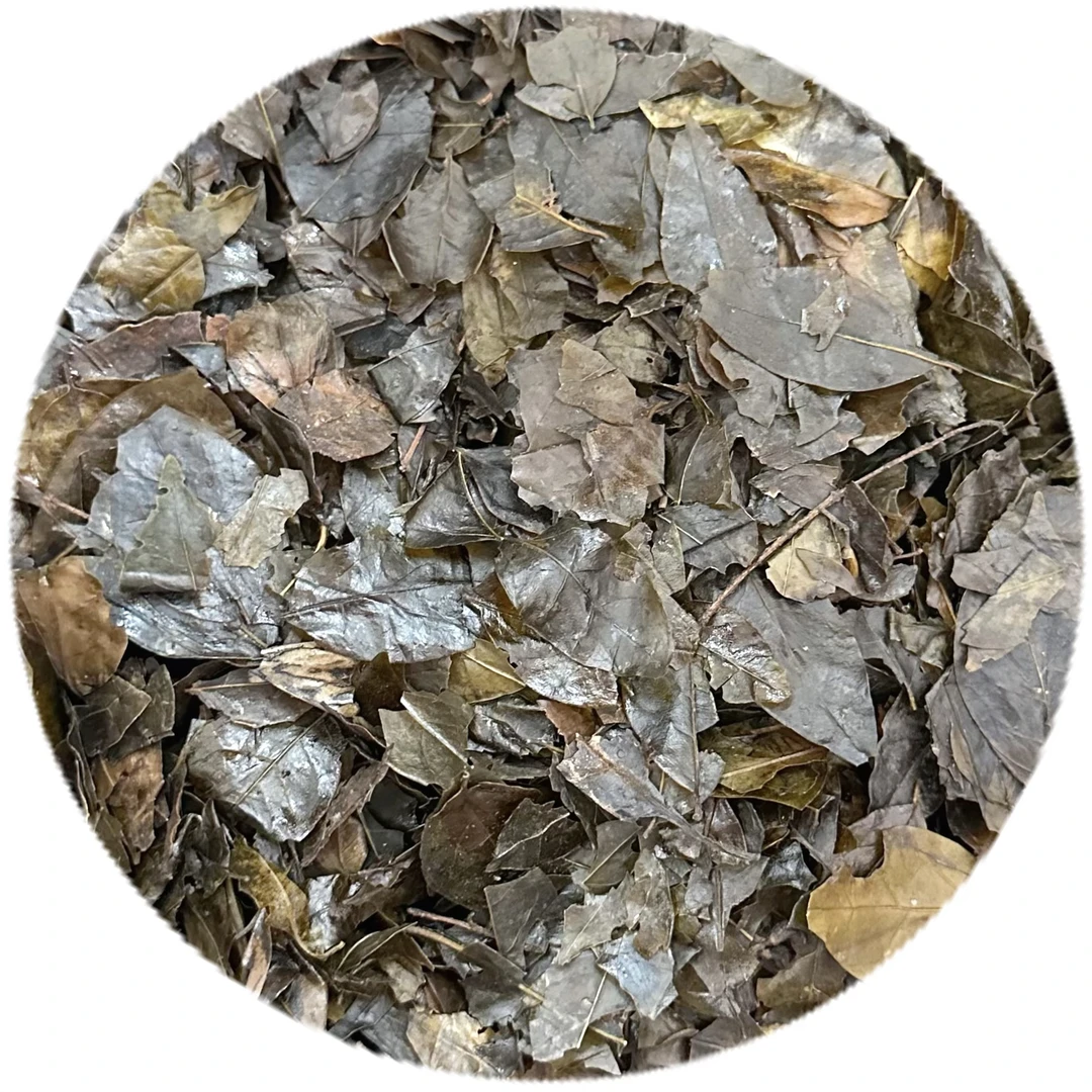 苦丁茶-「瑞溪镇金山」