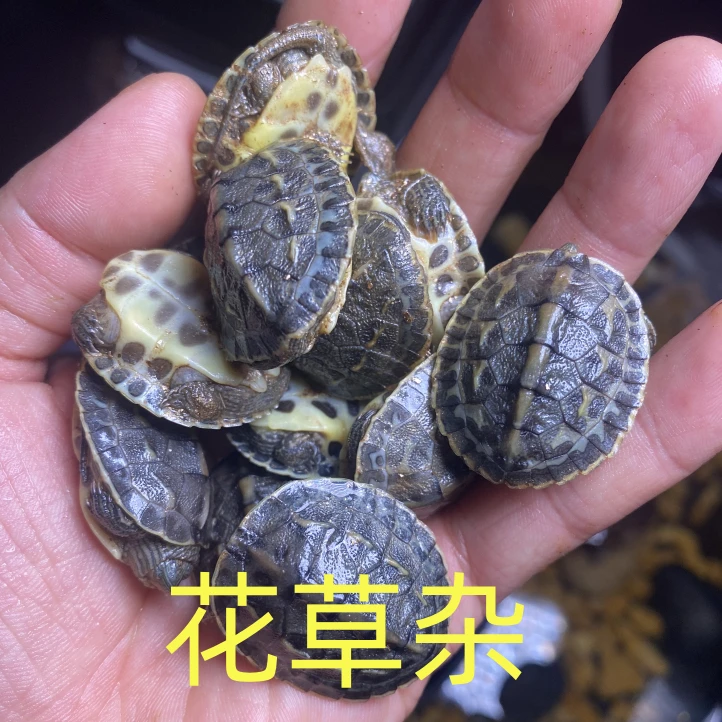 花草杂龟观赏龟类