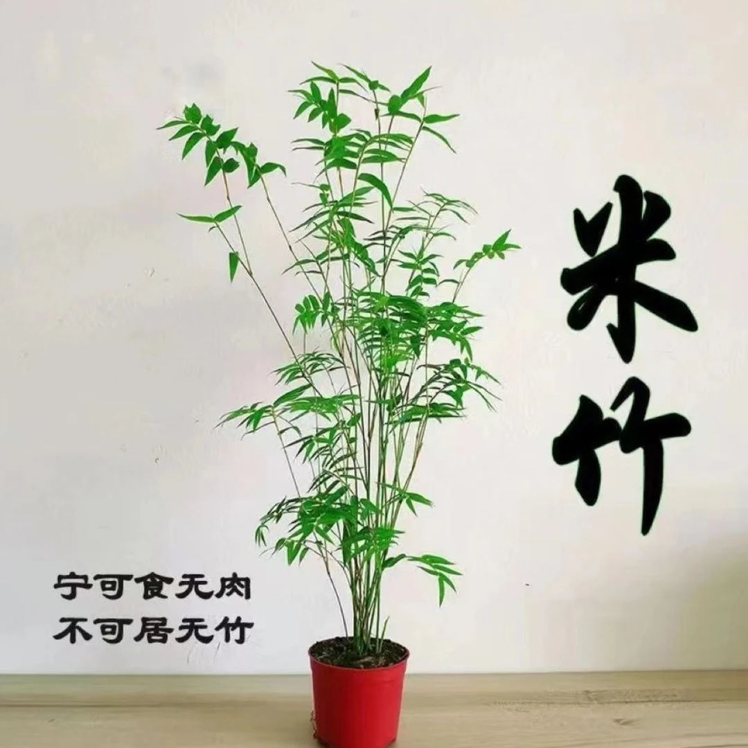 常青富贵竹根水养米竹古风禅意水培招财盆景观叶真花