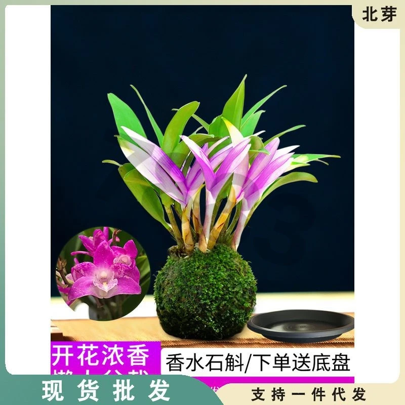 七彩香水石斛兰花四季开好养绿植浓香型石斛改善睡眠绿植净化空气
