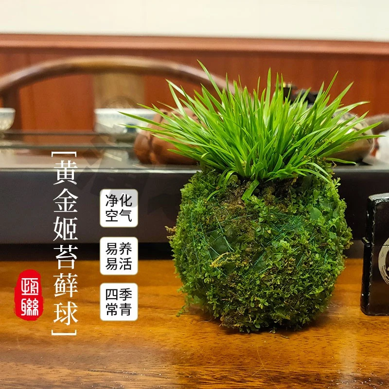 虎须摆放金钱菖蒲卧室黄金姬茶桌苔藓球胧月金凤凰小盆景桌面水培