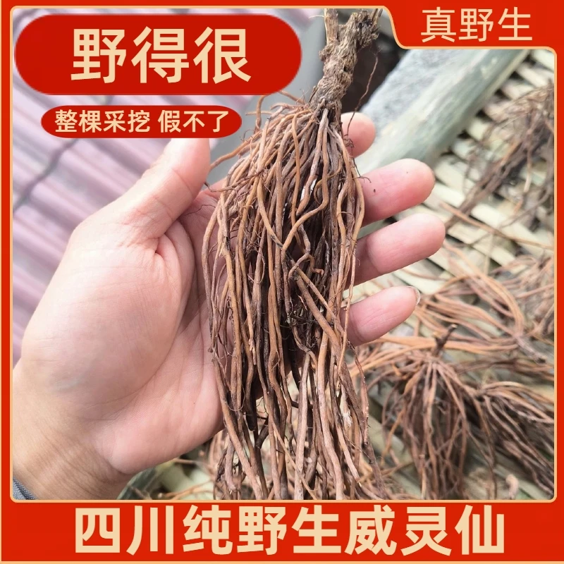 四川纯野生威灵仙中药正品化鱼刺新鲜货铁脚威灵仙打粉干货老虎须