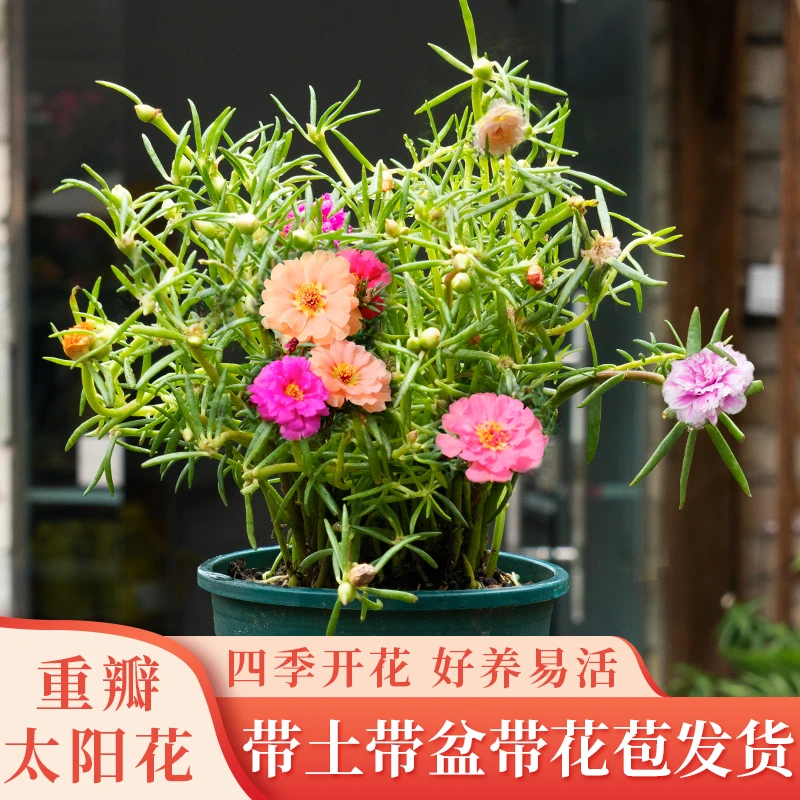 太阳花重瓣苗枝条盆栽混色大花带根带花苞室内船长花园植好活易养