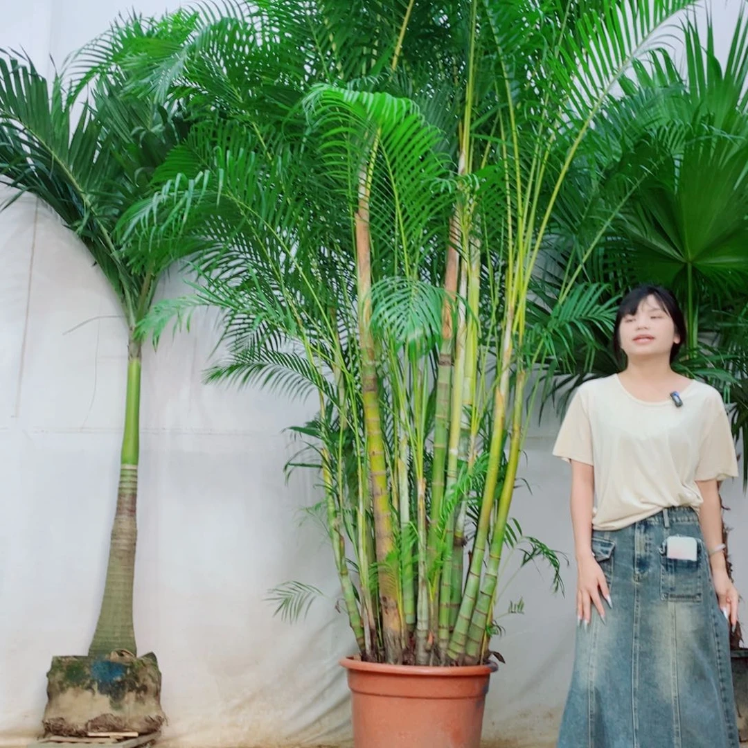 洱****花111111111111111