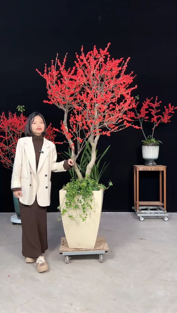 【闪购商品】北美冬青树北美冬青树