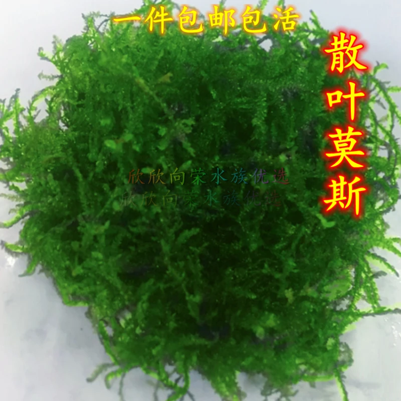 散装莫斯水草阴性活体垂泪慕斯怪厥莫丝绑沉木淡水鱼缸水草缸造景