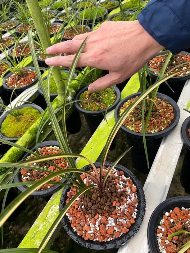 浓香型蕙兰带花苞地栽熟草九节兰香花