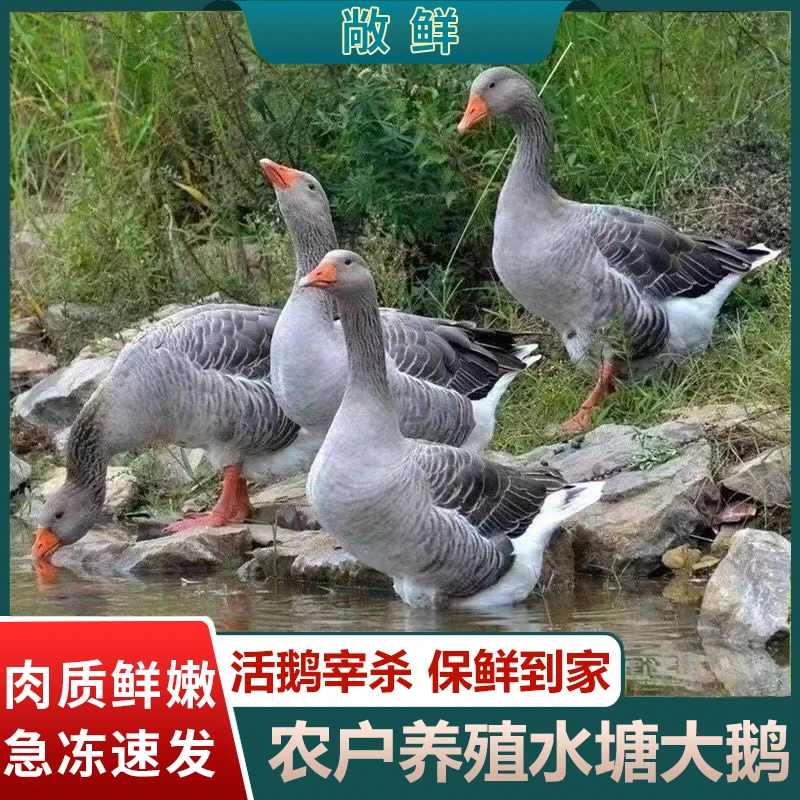 【买1只送1只】两只净重9-10斤散养大灰鹅带心肝整只仔鹅鹅肉顺丰