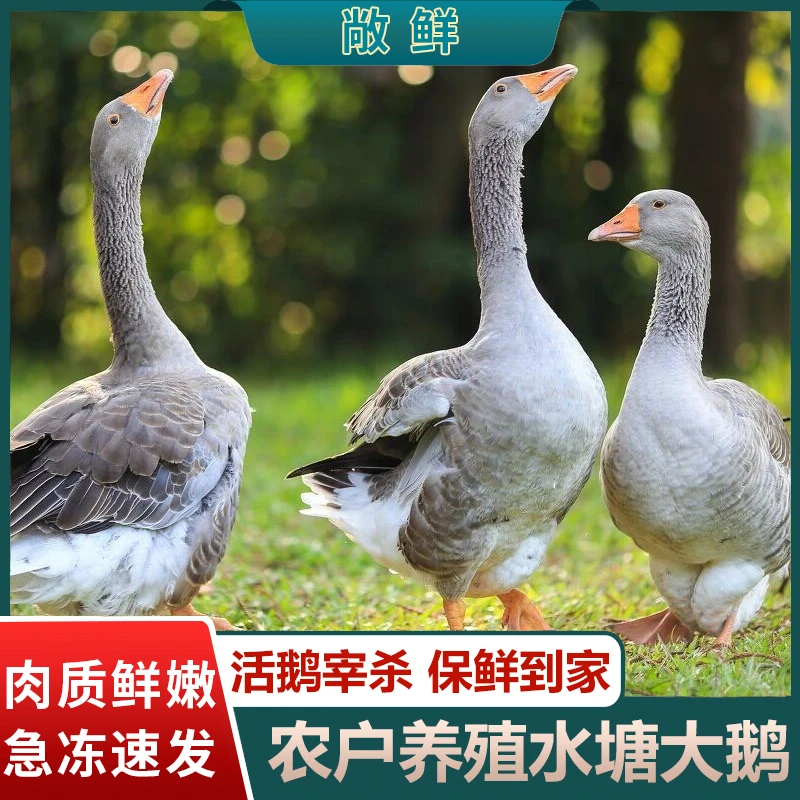 敞鲜 散养大鹅仔鹅现宰现发净重5-5.5斤含心肝胗 顺丰