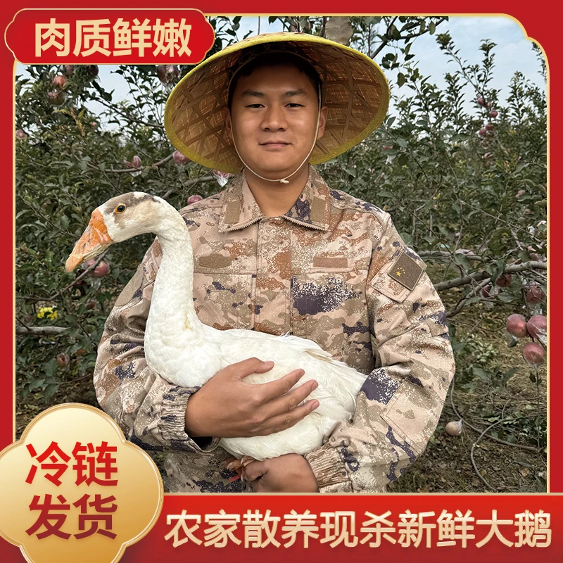 【买1送1】两只净重9斤左右散养大白鹅青年鹅鹅肉带心肝