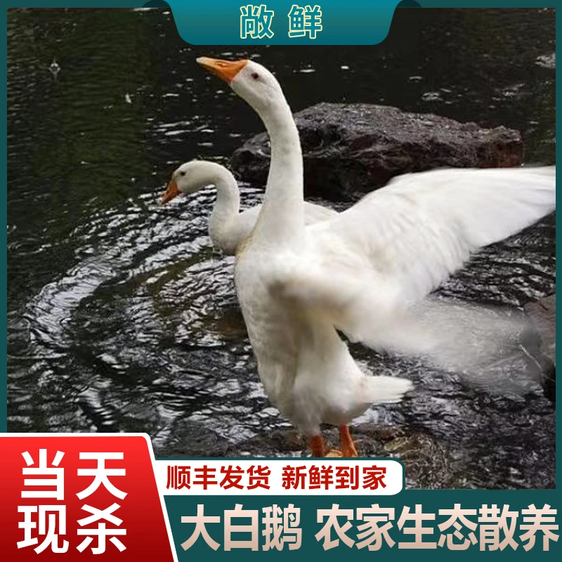 【大白鹅】散养大白鹅大鹅仔鹅现宰现发净重7斤左右 带心肝胗