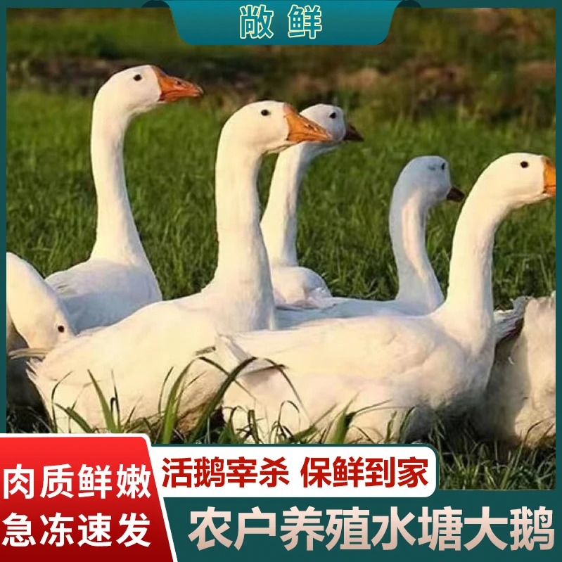 【大白鹅】散养大白鹅大鹅仔鹅现宰现发净重5-6斤 带心肝胗