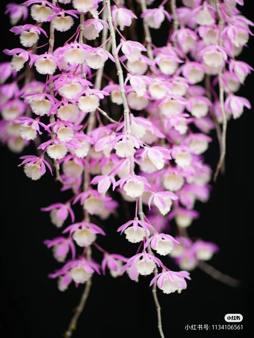 春兰朵朵香开花浓香型好活好养