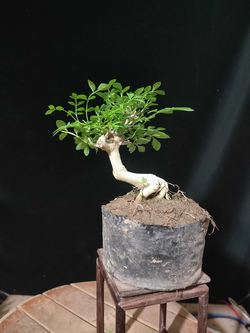 微型对节白蜡盆景花果直播一物一拍（勿拍）