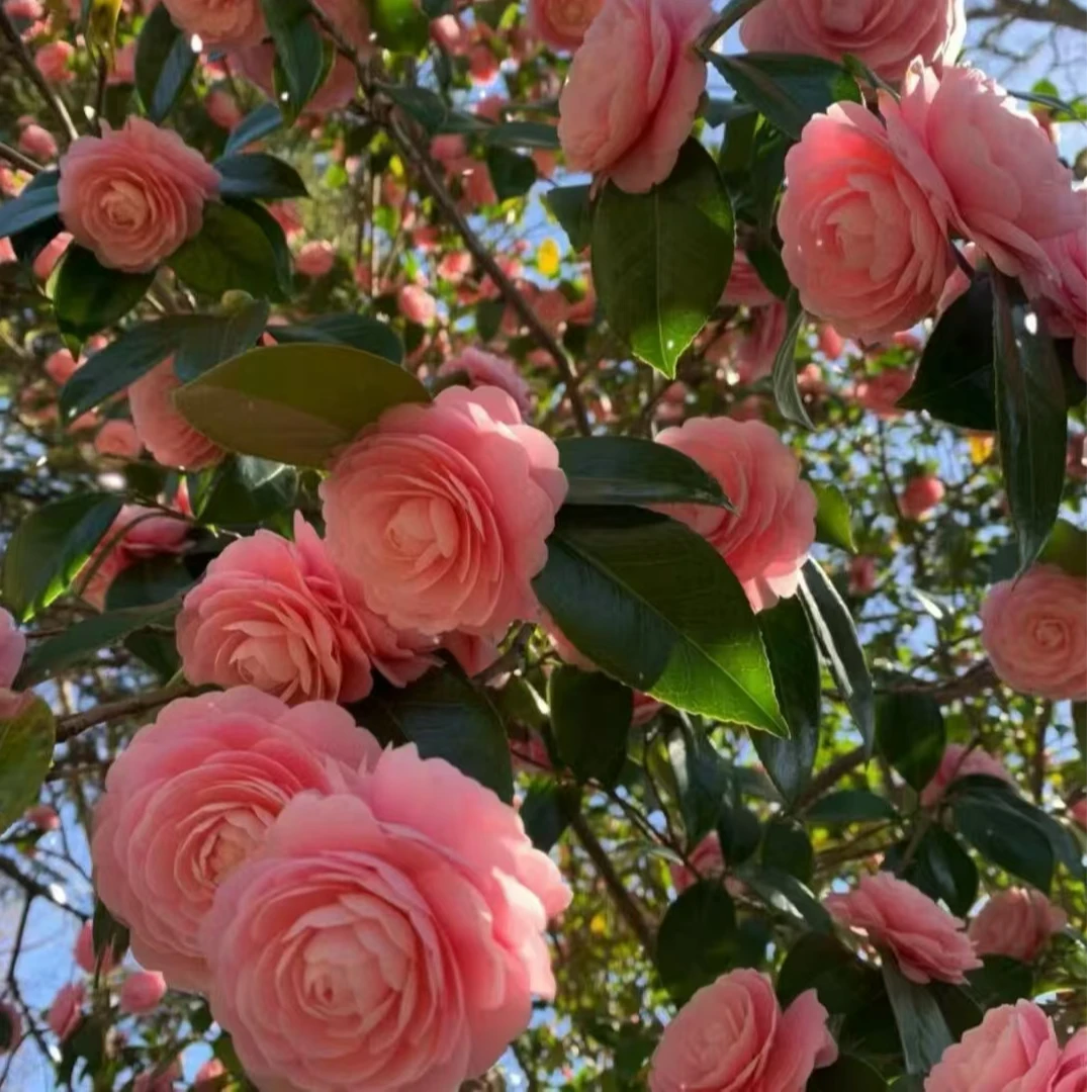 茶花庭院植物 阳台 花盆