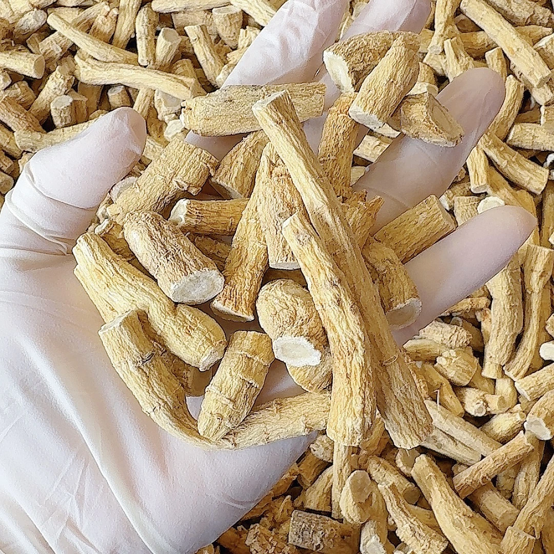 加拿大西洋参 修剪中大段