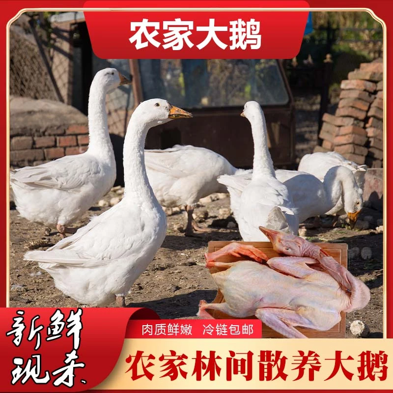 新鲜大鹅净重6斤*1只装 整只农家散养现杀青年鹅 冷链包邮