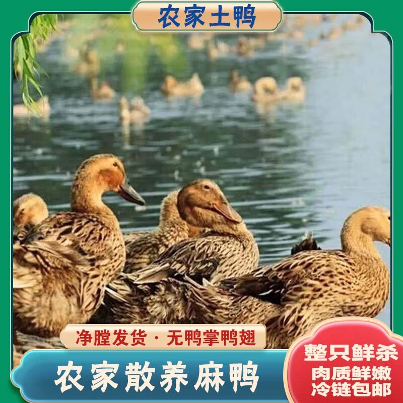 农家散养土鸭麻鸭 不带鸭掌鸭翅 净膛发货 单只约2斤 3只装