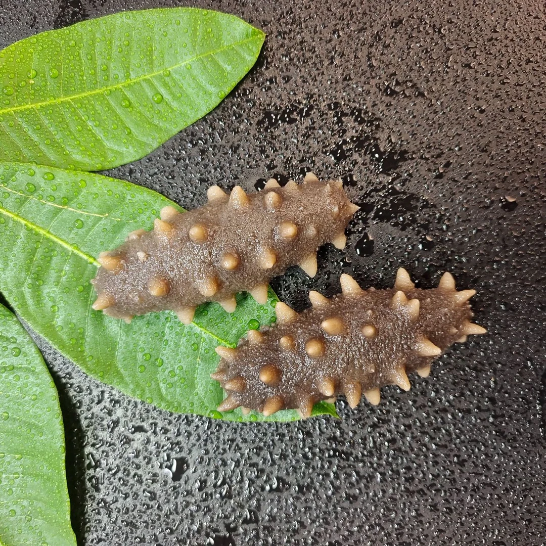 双十一特惠 大连Q弹即食海参