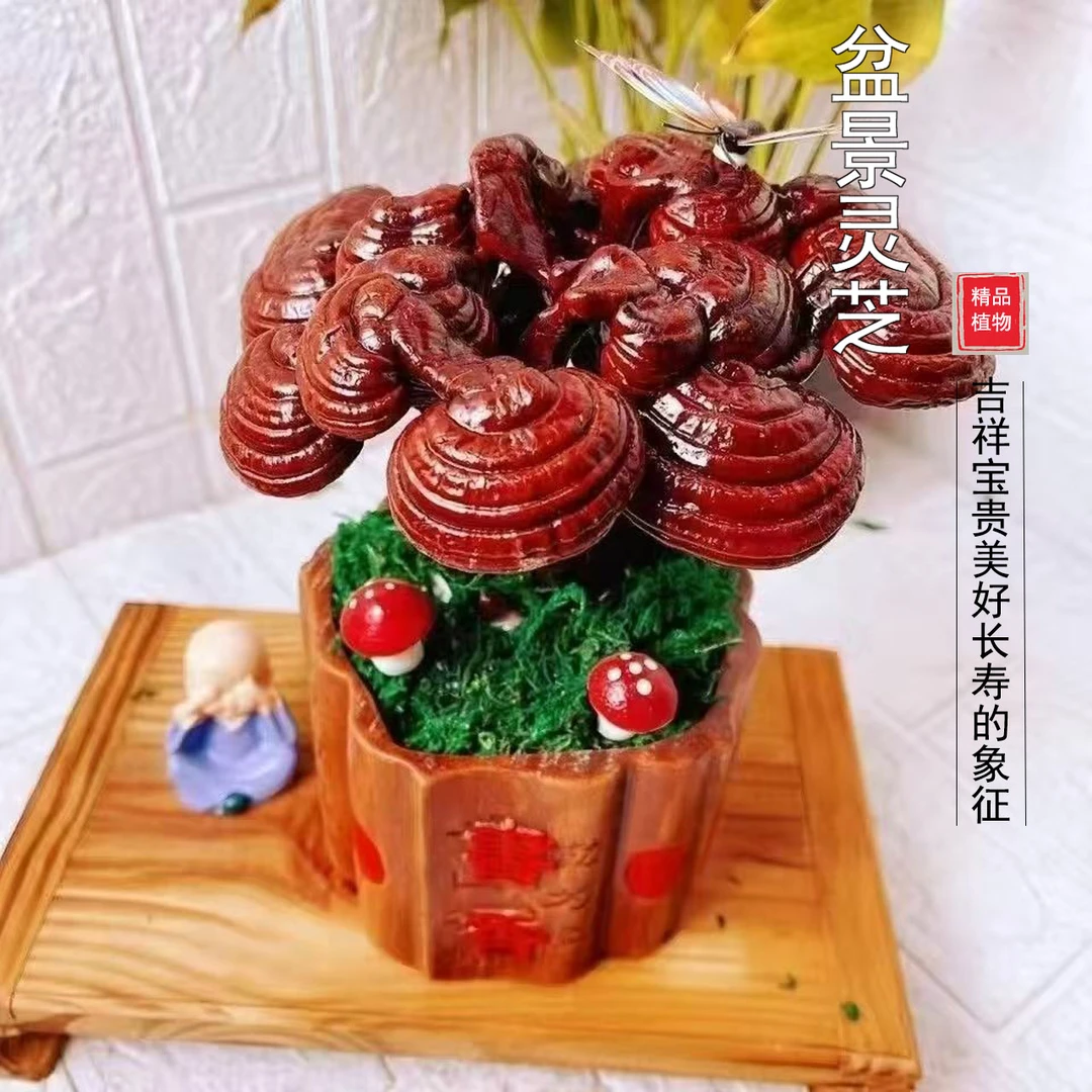 灵芝盆景创意盆景种植客厅室内办公室四季常青桌面好养植物