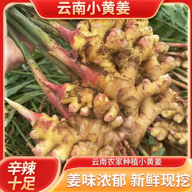 正宗云南小黄姜新鲜现挖生姜嫩姜仔姜辛辣特级姜批发浓郁种植姜味
