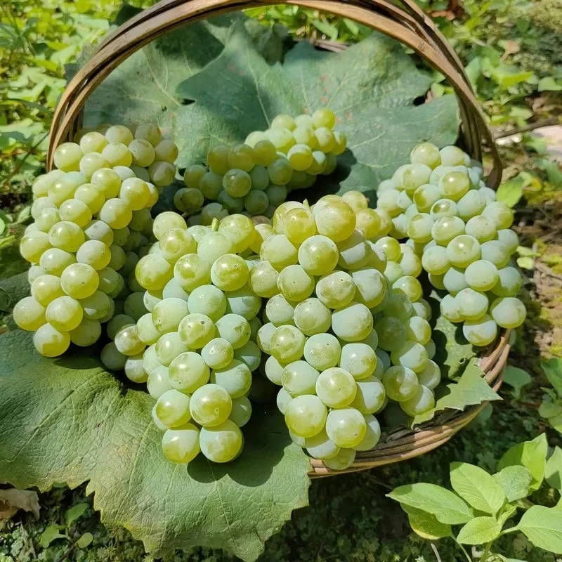 水晶葡萄（2斤）