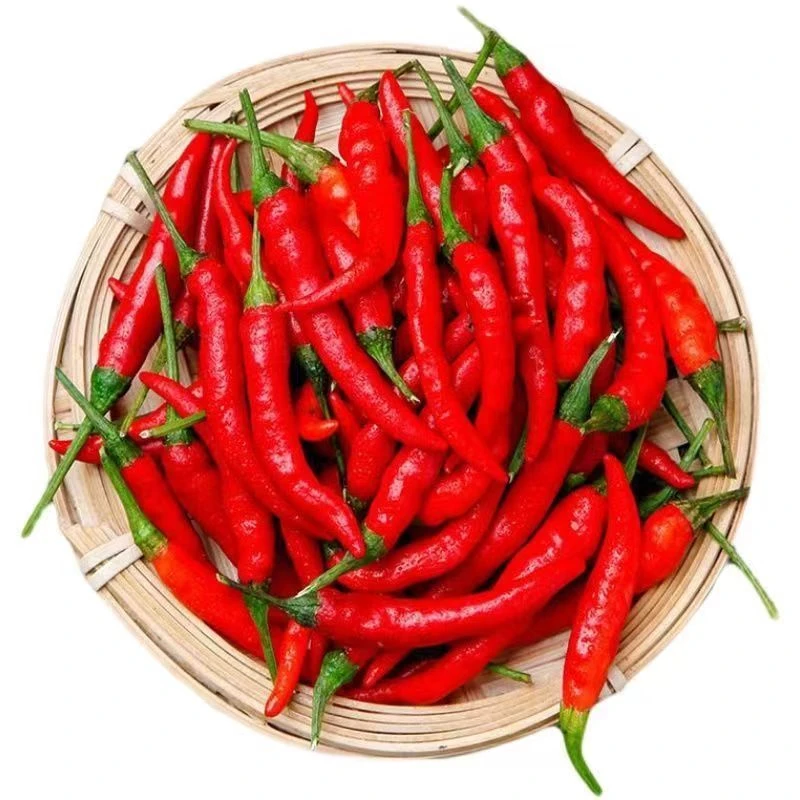 河南小米椒新鲜现摘小米辣新鲜椒朝天椒红辣椒露天种植