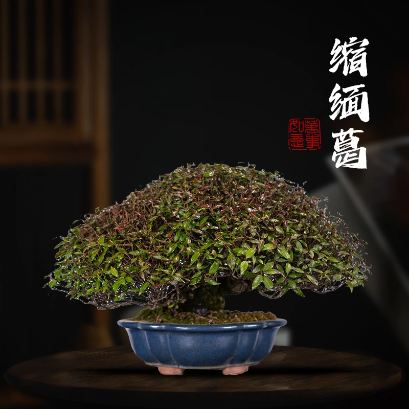 日本进口绿植书房阳台客厅室内外盆景摆件花叶缩缅葛庭院盆栽