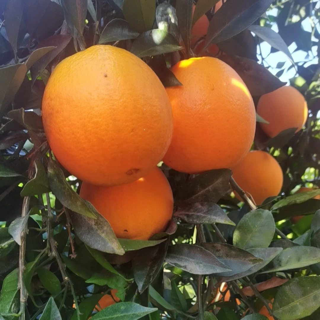 反馈家人福利果湘西里耶脐橙