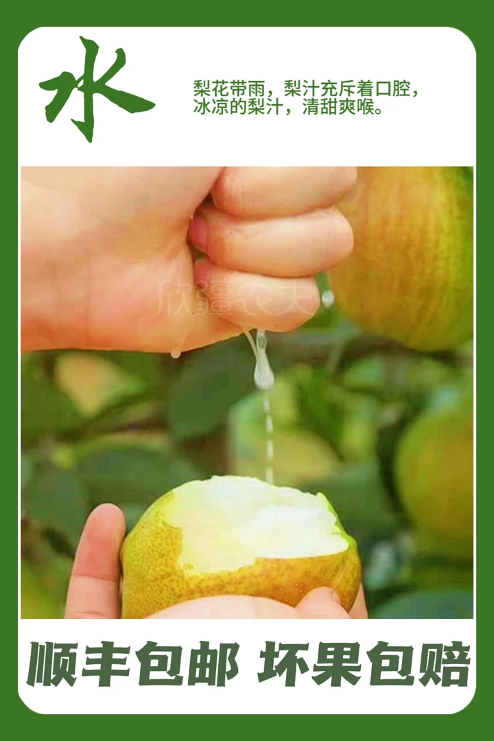 正宗库尔勒香梨 酥脆 香甜 爽喉 汁水丰盈 皮薄入纸 顺丰包邮