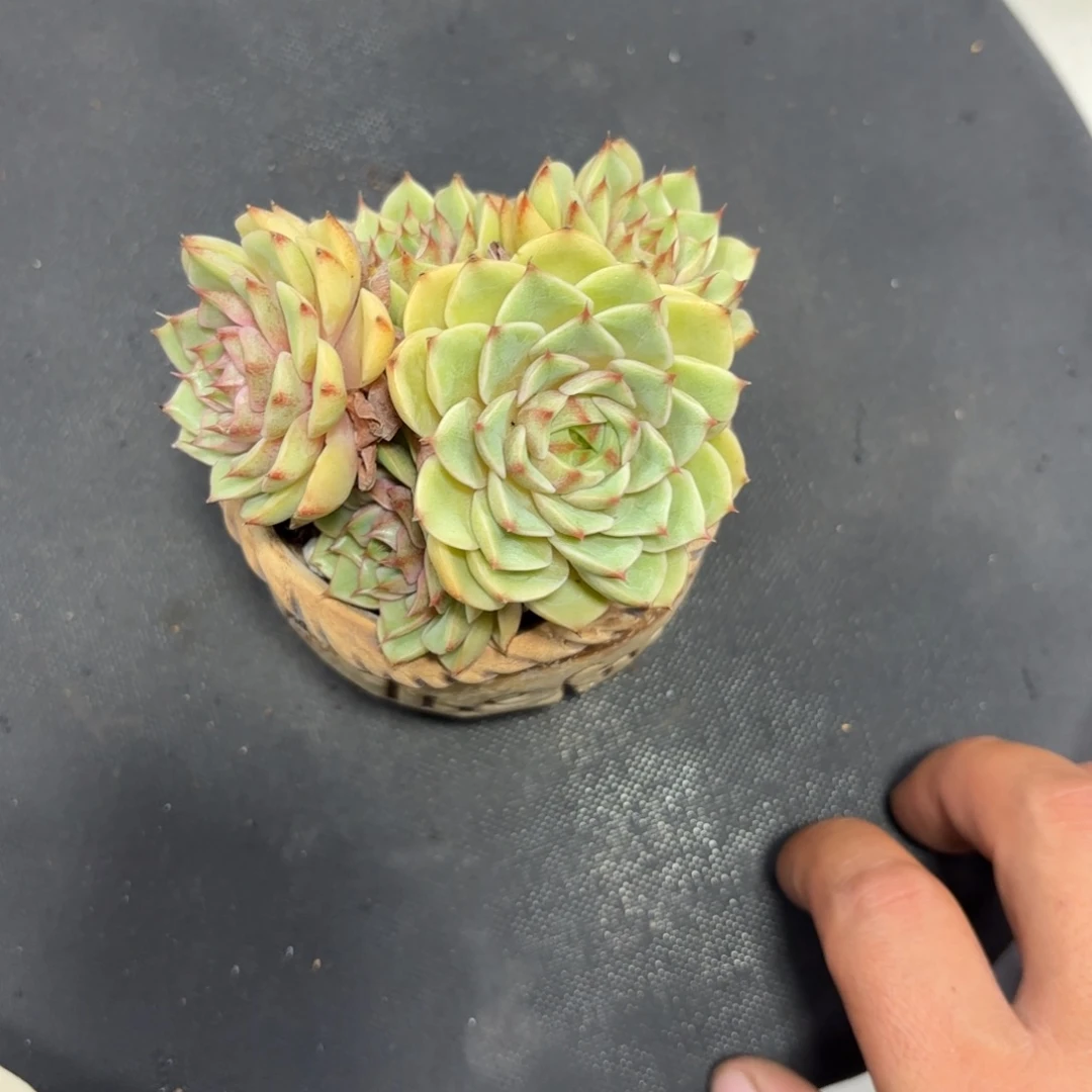 ?****笨吧，蒂斯带盆发货