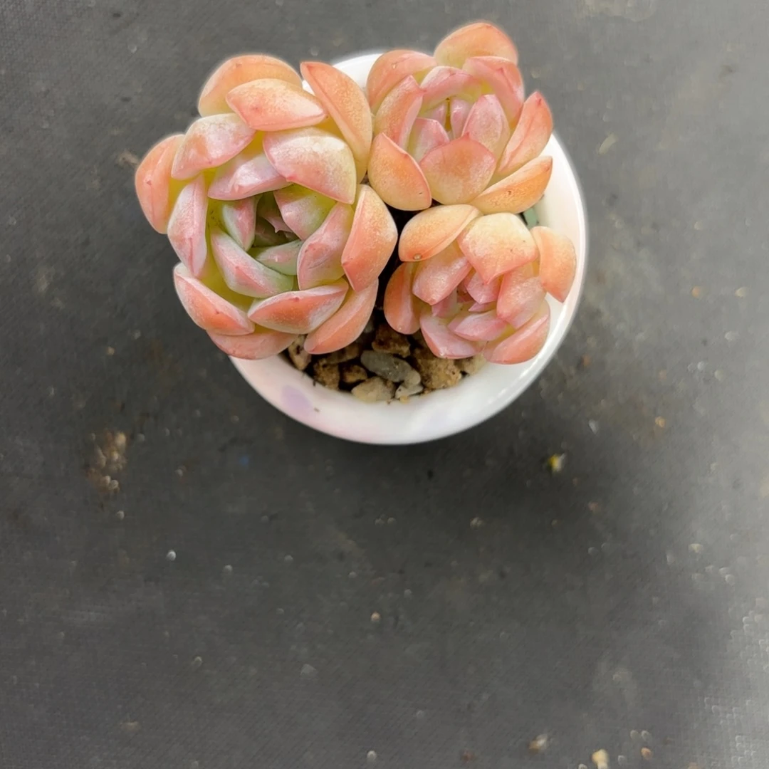 ?****多晒太阳，少浇水，多肉一个