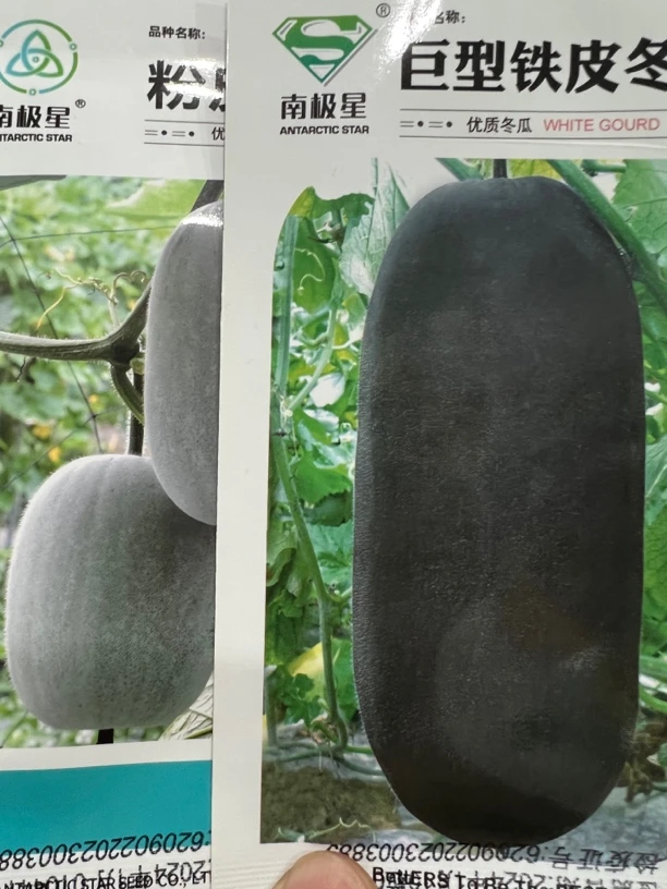 铁皮冬瓜,粉皮小冬瓜种子