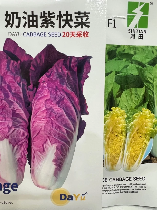 紫快菜，绿快菜种子