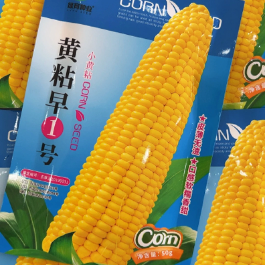 小黄粘醇香黄糯玉米种子