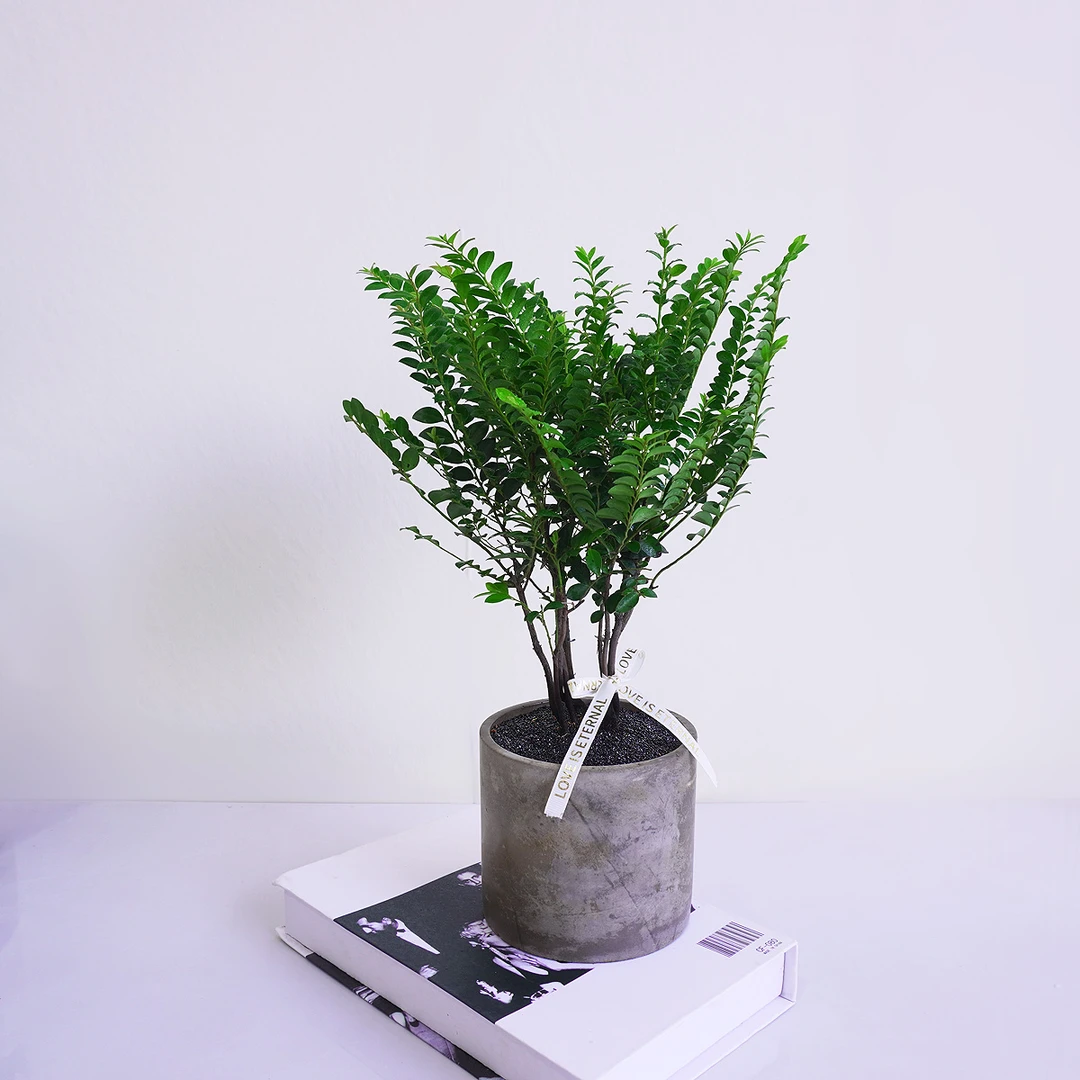 【紫气东来】小叶紫檀 古茶盆景办公桌面花卉盆栽植物绿植四季常青