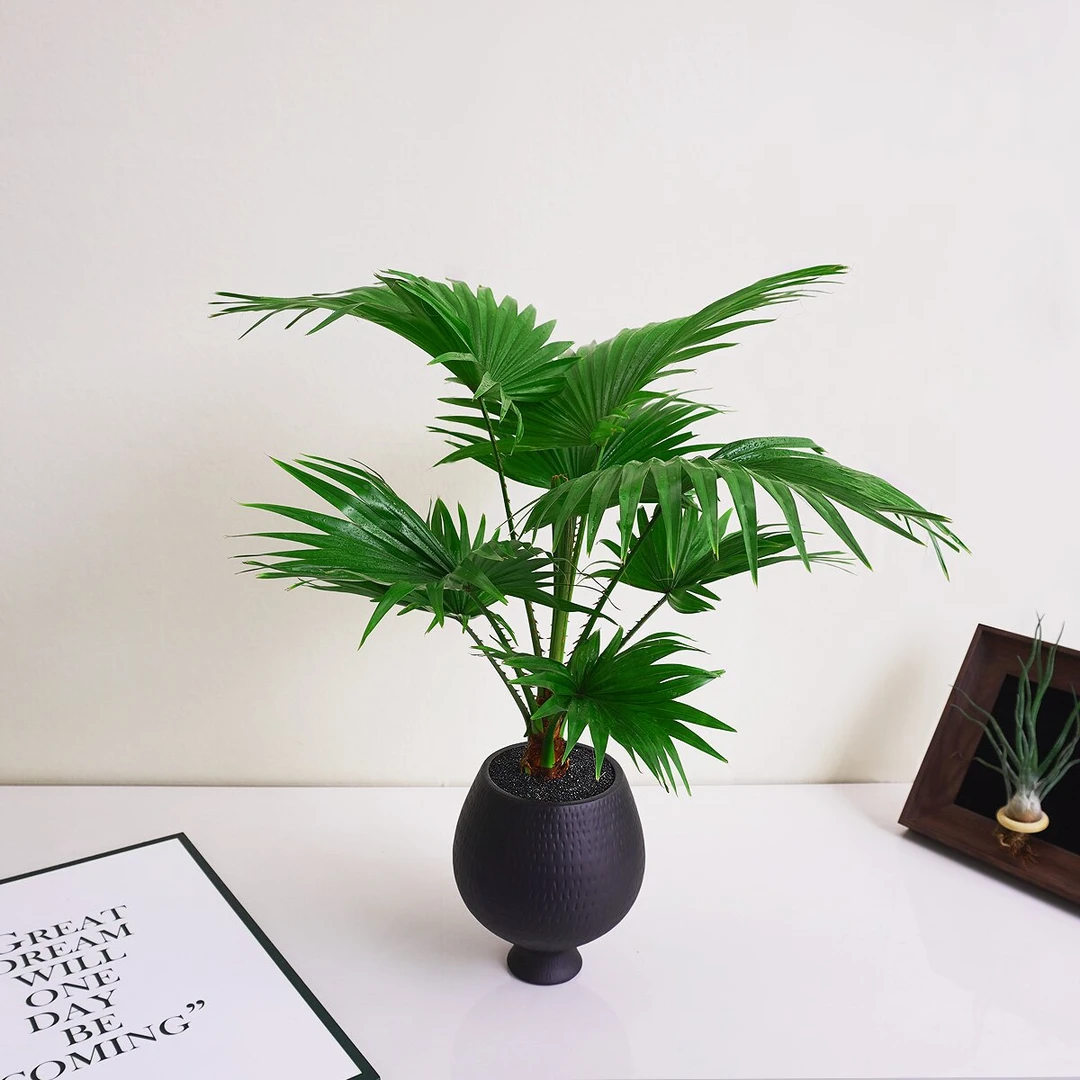 【铁扇公主】蒲葵盆栽植物室内客厅桌面办公室绿植盆景好养清新空气