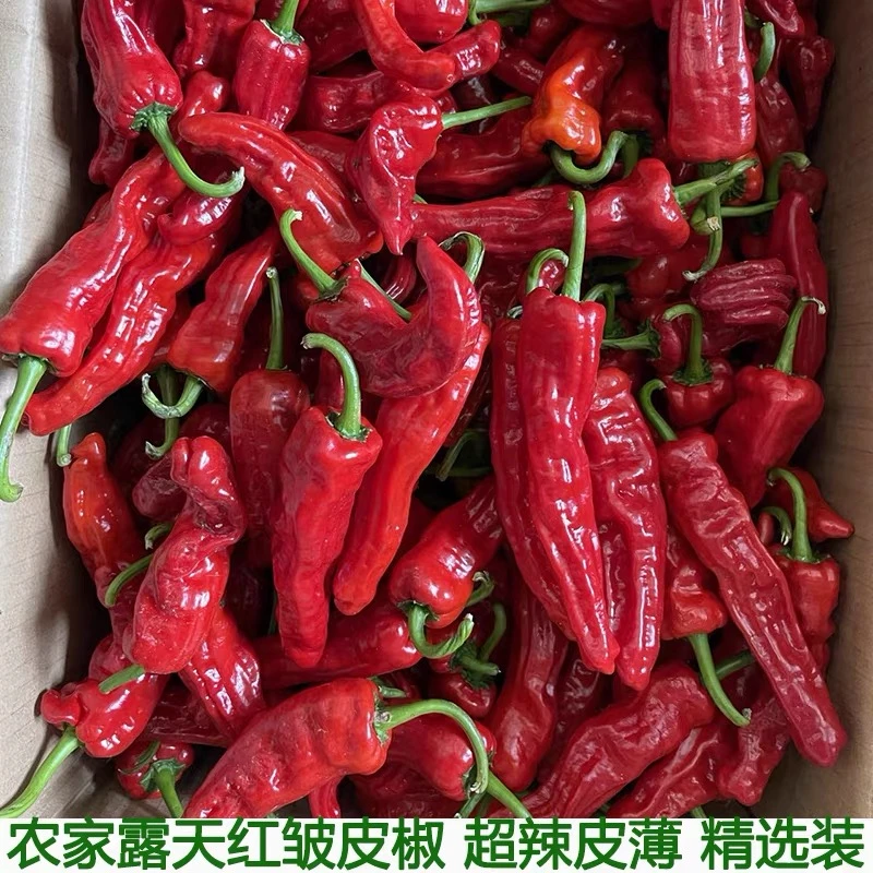 新鲜爆辣软红皱皮红辣椒辣椒酱专用农家自种产地发货