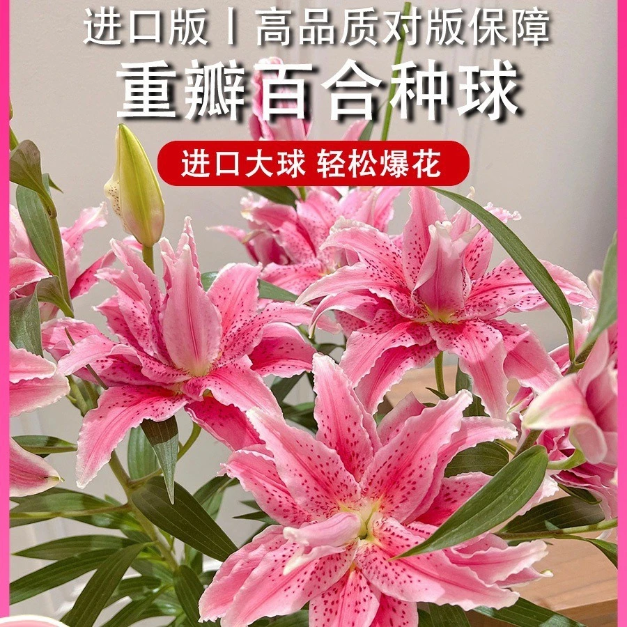 进口重瓣多头香水百合种球带牙耐寒四季盆栽室内外花卉绿植盆栽
