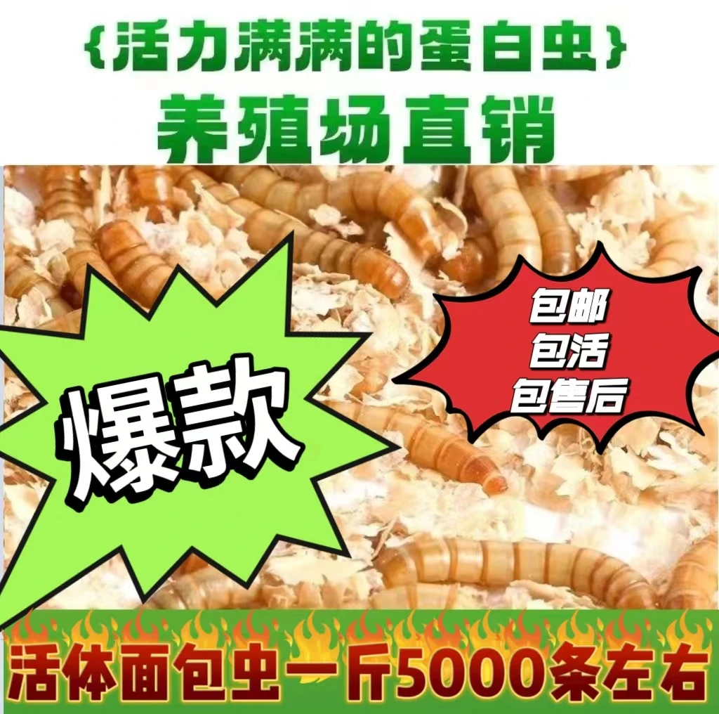 售优质黄粉虫面包虫活体1斤5000条包邮包活营养高蛋白大麦虫