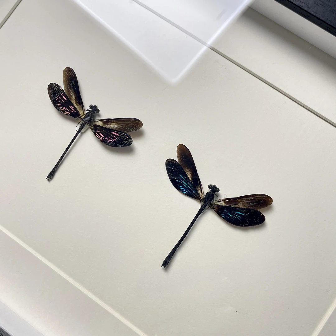 巽他艳翅溪蟌Euphaea variegata创意礼品闺蜜生日礼物标本相框