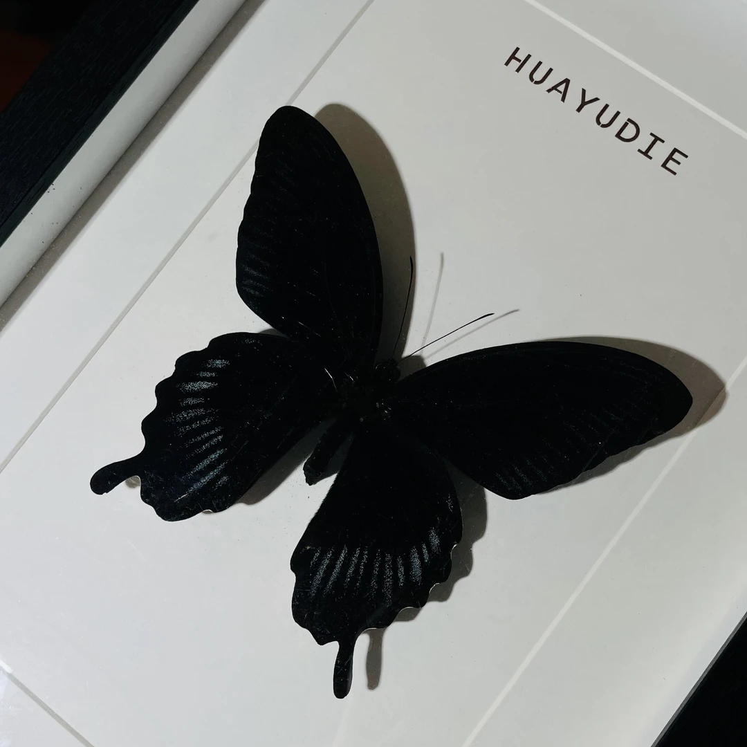 苔美凤蝶Papilio deiphobus真蝴蝶标本生日礼物创意家居好物相框