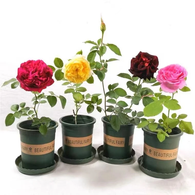 【买三送一】月季花苗四季开花爬墙阳台盆栽浓香三颗包邮