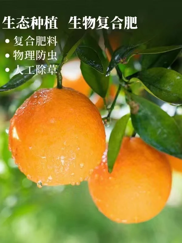 秭归伦晚现摘橙香多汁春天品质朋友爆甜大果果肉细腻秋天九月