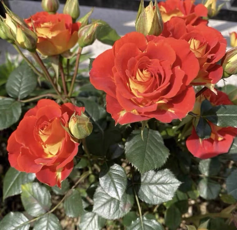 【双鱼座】棒棒糖二桥月季月季花花盆栽多季开花卉庭院植物地栽