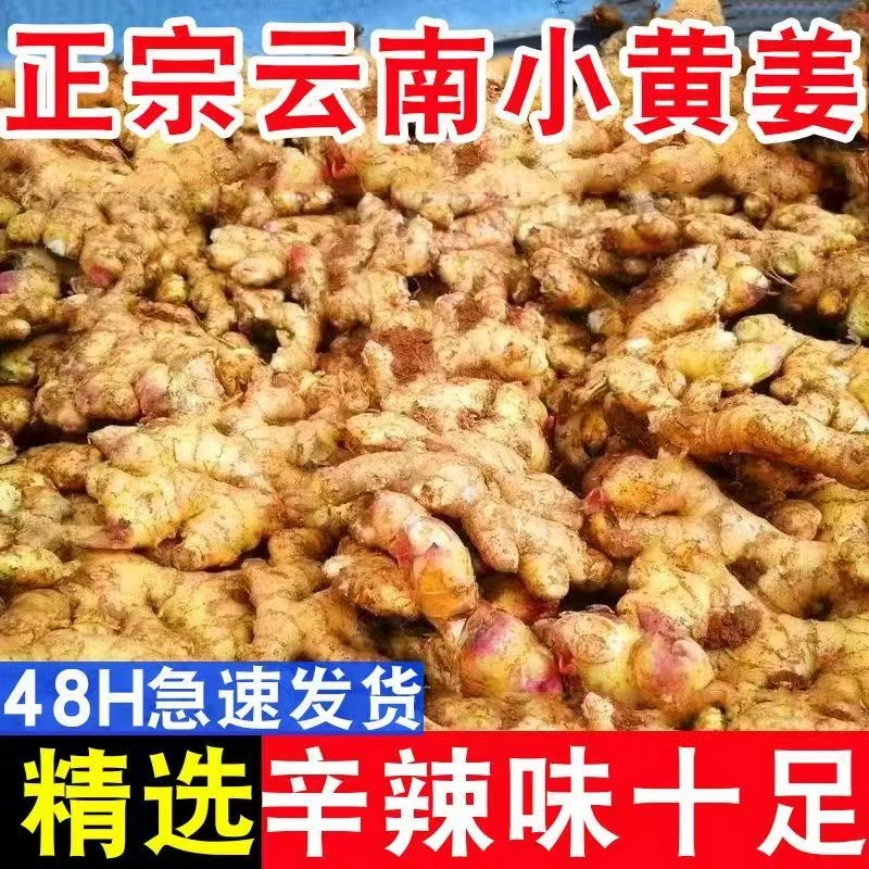 【姜香浓郁】云南高原小黄姜新鲜现挖生姜嫩姜仔姜精品姜整箱发