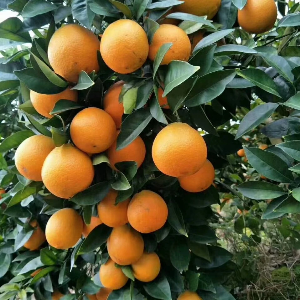 赣南信丰脐橙10斤装