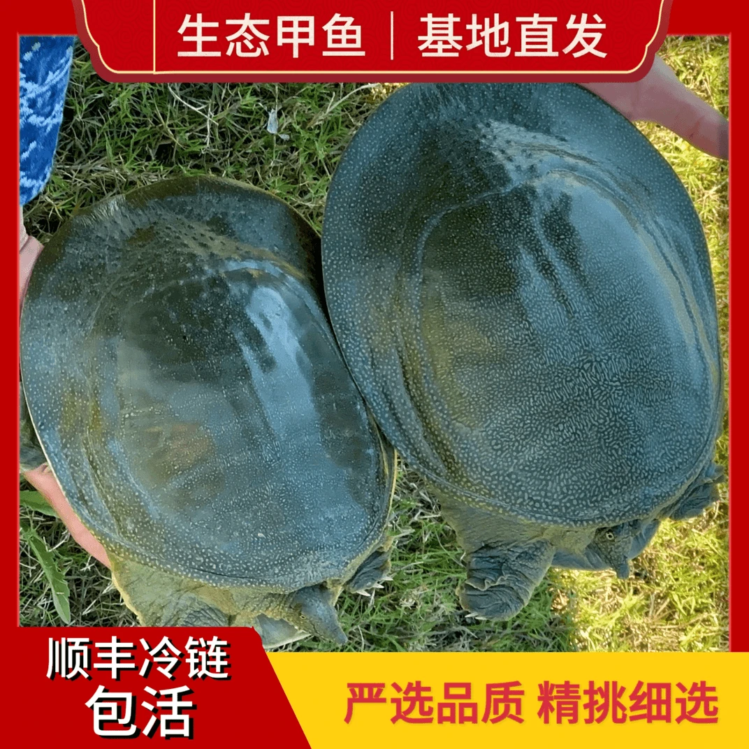 【江苏基地直发】鲜活生态甲鱼营养丰富3只老鱼 顺丰包邮