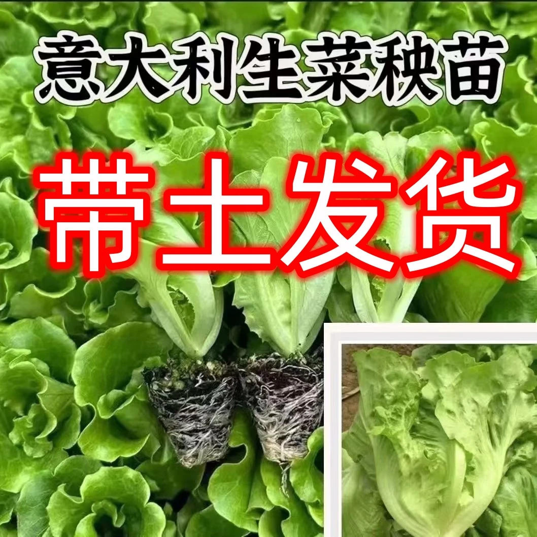 【意大利蔬菜生菜秧苗】一年四季可带土耐寒耐热云南直发全国蔬菜苗